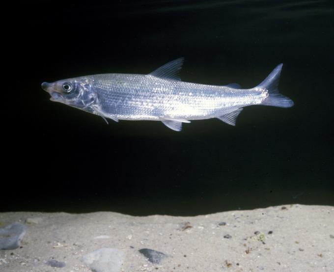 Den sølvblanke laksefisk snæbel. Den sølvblanke laksefisk snæbel.