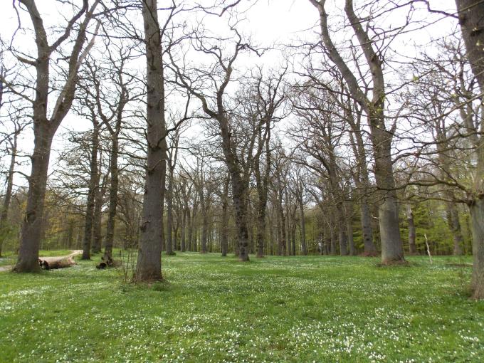 Brudgomskobler Brudgomskobler