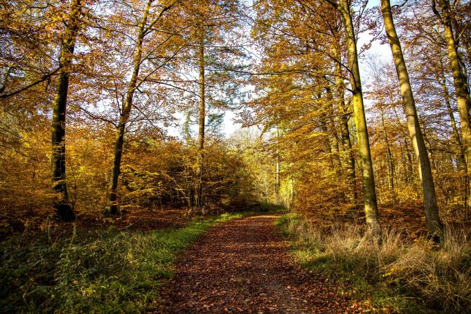 Gråsten skov Gråsten skov